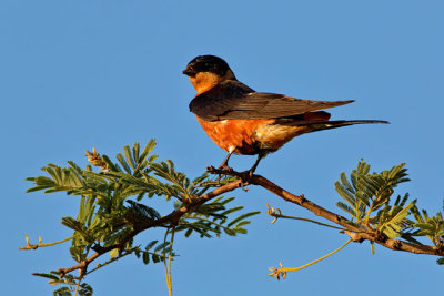 Red-breasted Swallow