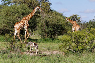 Young zebra dwarfed by giraffe