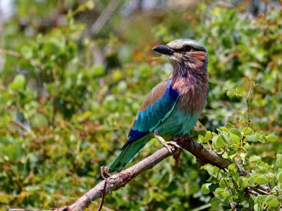 Lilac-breasted Roller