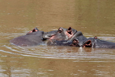 Hippo