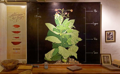 Anatomy of a tobacco plant used to make cigars