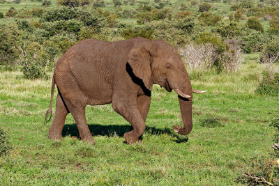 Elephant