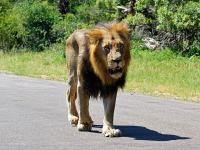 1st of 4 lions sauntering down the road