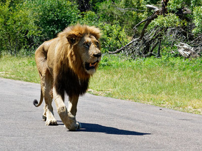 2nd of 4 lions sauntering down the road