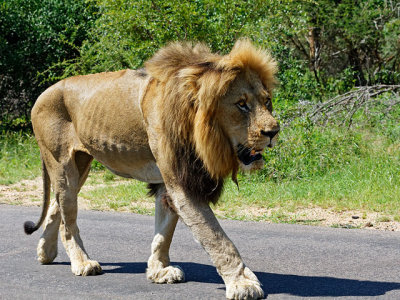 3rd of 4 lions sauntering down the road