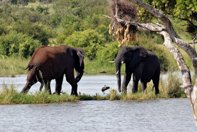 Elephants skirmishing