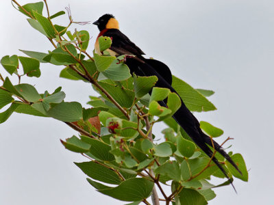 Broad-tailed Paradise Whydah
