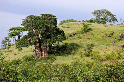 Baobab tree near Mopani rest camp