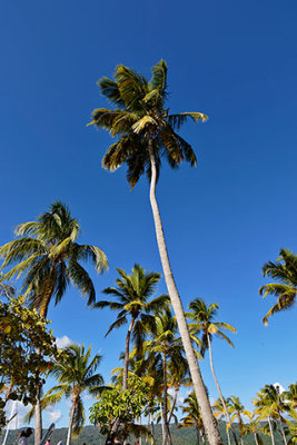 Palm trees on Cayo Levantado