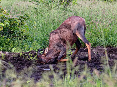 Tsessebe having a mud bath