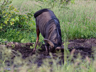 Wildebeest having a mud bath