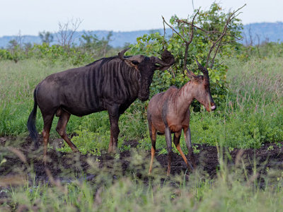 Wildebeest & Tsessebe - best friends