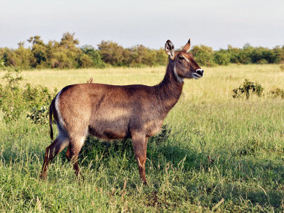 Waterbuck