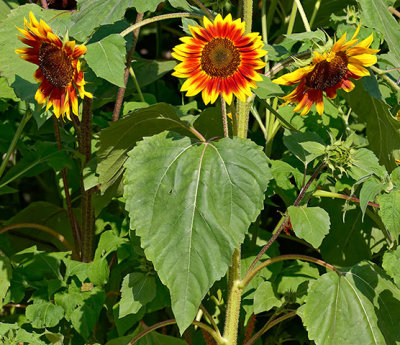 Sunflowers