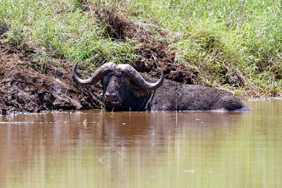 Buffalo, escaping the midday heat