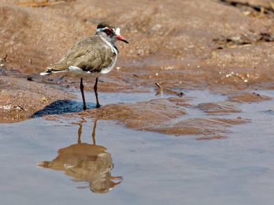 Three-banded Sand Plover