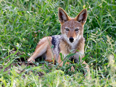 Black-backed Jackal