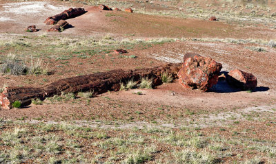 Petrified log