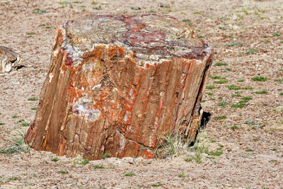 Petrified log