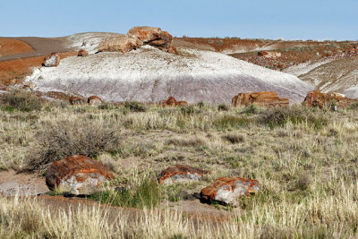 Petrified logs