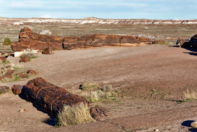 Petrified logs
