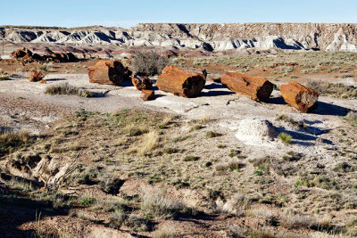Petrified logs