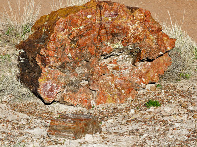 Petrified log