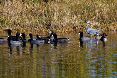 American Coot, Tri-coloured Heron, Blue-winged Teal