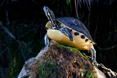 Freshwater Turtle