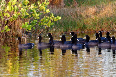 American Coot (mostly)