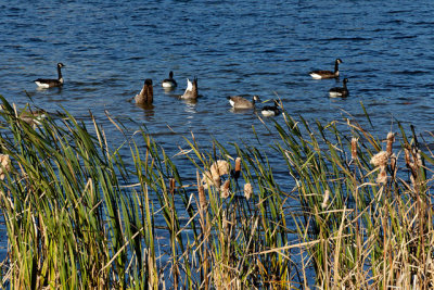 Canadian Geese on Head Lake