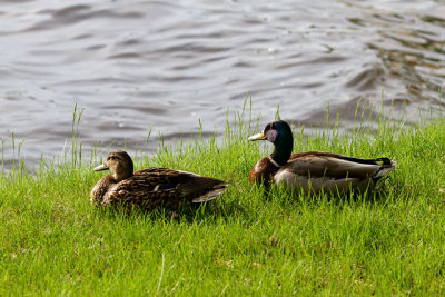 Mallards