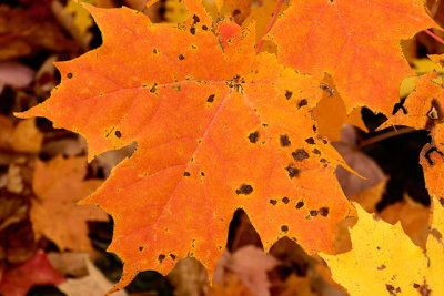 Maple Leaf