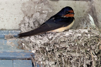 Barn Swallow