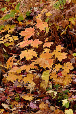 Maple Leaves