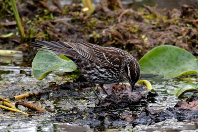 Female Red-winged Blackbird