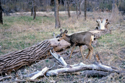 White-tailed deer