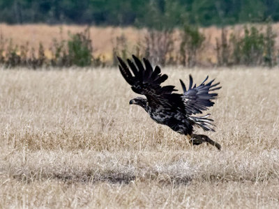 Young bald eagle learning to hunt