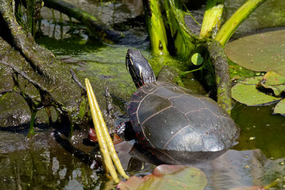 Midland Painted Turtle