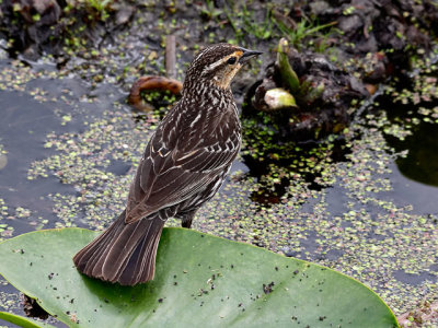 Female Red-winged Blackbird