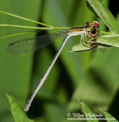 Citrine Forktail Damselfly