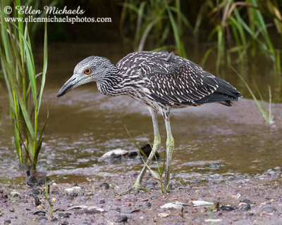 Yellow-crowned Night-Heron