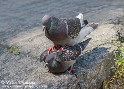 Rock Pigeon (Rock Dove) - mating