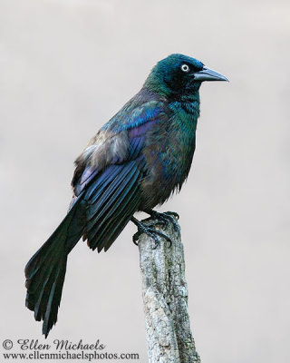 Boat-tailed Grackle