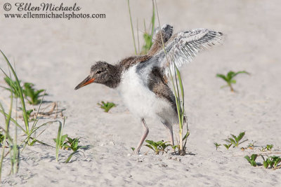 American Oystercatcher Chick
