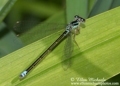 Central Park Dragonflies & Damselflies