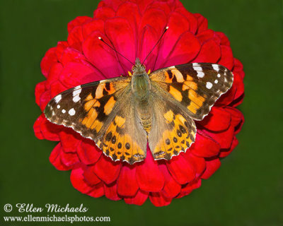 Painted Lady on Red Zinnia