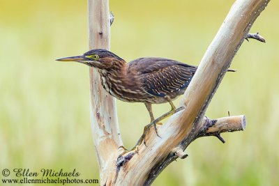 Green Heron