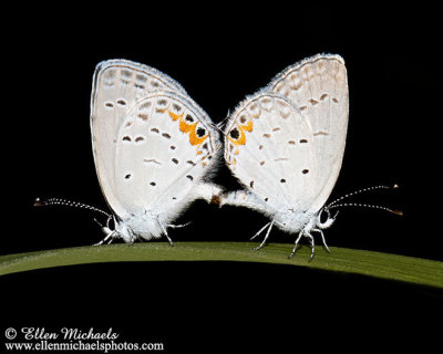 Eastern Tailed-Blue (mating)