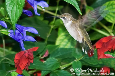 Central Park Hummingbirds